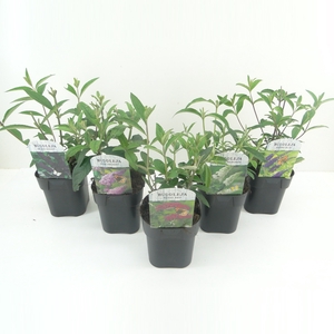 Buddleja davidii mix shelve C2