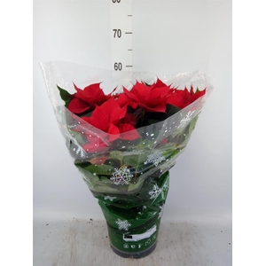 Euphorbia pulc. 'Christ Universe'