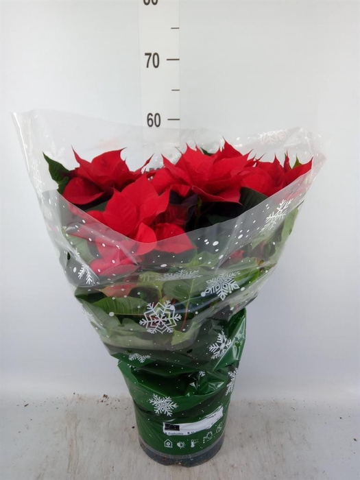 <h4>Euphorbia pulc. 'Christ Universe'</h4>