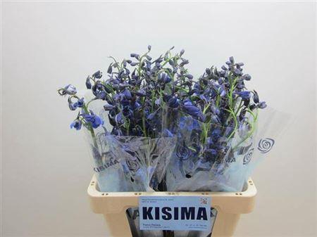 <h4>Delph En Sea Waltz</h4>