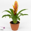 Vriesea 'Delphinus' 2-kleurig Geel/Rood