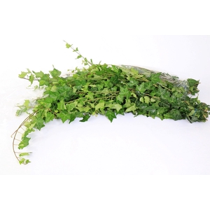 Hedera Rank Strings Green Piazza
