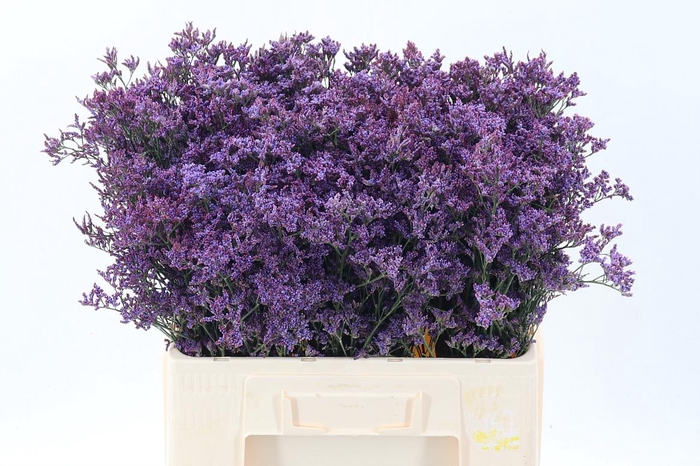 <h4>Lim Piuma Dark Blue</h4>