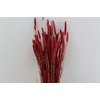 Dried Triticum X5 Red Bunch