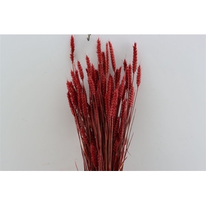 Dried Triticum X5 Red Bunch