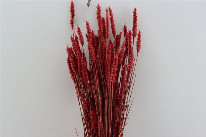 <h4>Dried Triticum X5 Red Bunch</h4>