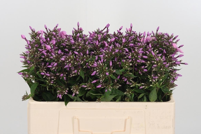 <h4>Phlox P Pink Eyes</h4>