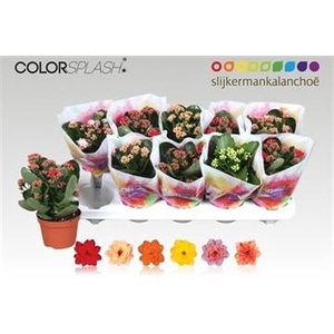 .Kalanchoe blossfeldiana gevuld gemengd 6 kleuren