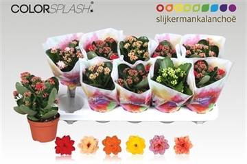 <h4>.Kalanchoe blossfeldiana gevuld gemengd 6 kleuren</h4>