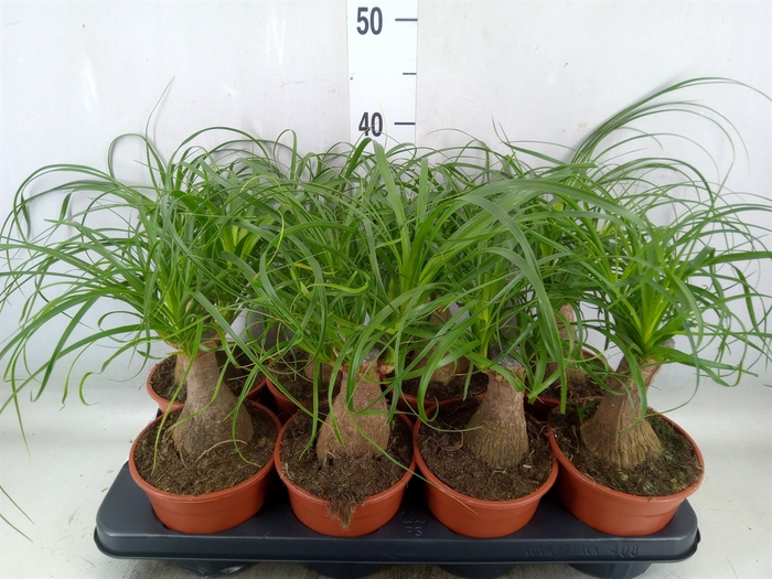 <h4>Beaucarnea recurvata</h4>