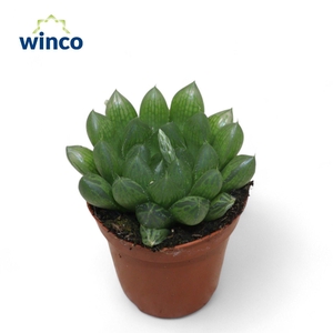 Haworthia Cooperii var. Obtusa