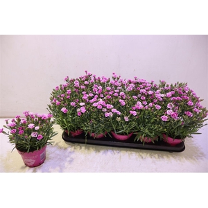 arr8 Dianthus Pink Kisses