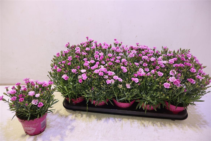 <h4>arr8 Dianthus Pink Kisses</h4>
