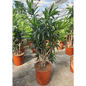 Dracaena reflexa