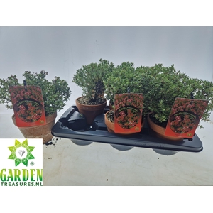 BONSAI OV