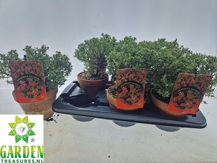 <h4>BONSAI OV</h4>
