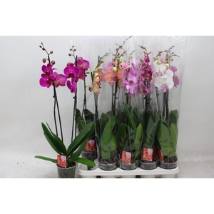 PHAL GEM 7 KL