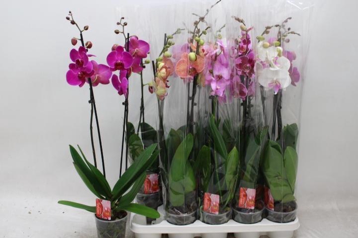 <h4>PHAL GEM 7 KL</h4>