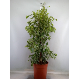 Ficus benja. 'Golden King'
