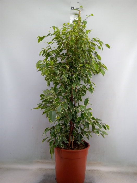 <h4>Ficus benja. 'Golden King'</h4>