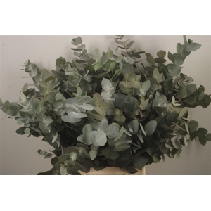 Euc Cinerea Per Bunch Za Short Spray Super