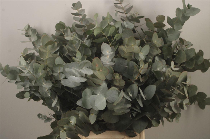 <h4>Euc Cinerea Per Bunch Za Short Spray Super</h4>