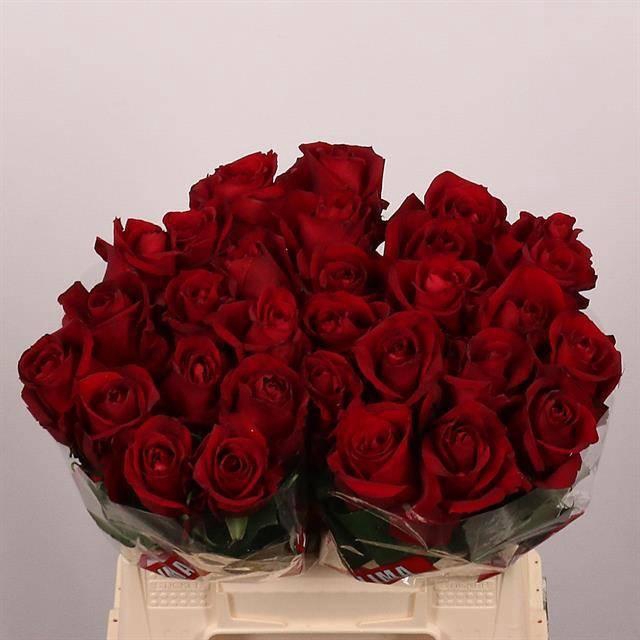 <h4>R GR EVER RED</h4>