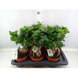 Ficus microcarpa 'Ginseng'