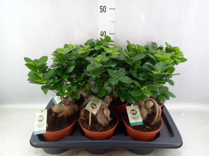 <h4>Ficus microcarpa 'Ginseng'</h4>