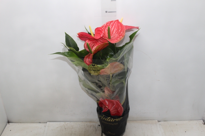 <h4>ANTHURIUM MICHIGAN P17 PREMIUM</h4>