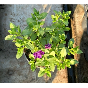 Calibrachoa Double Cabaret Blue