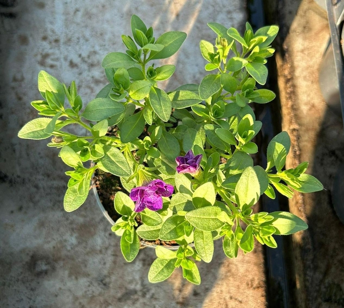 <h4>Calibrachoa Double Cabaret Blue</h4>