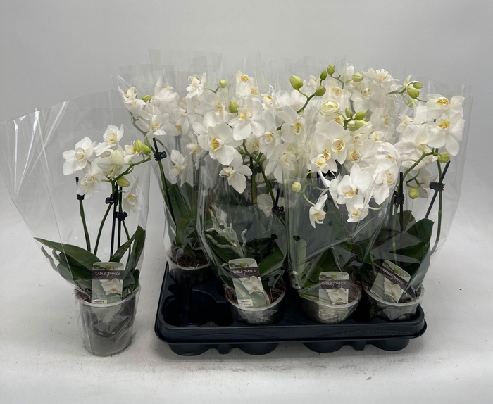 <h4>PHAL OV WIT</h4>