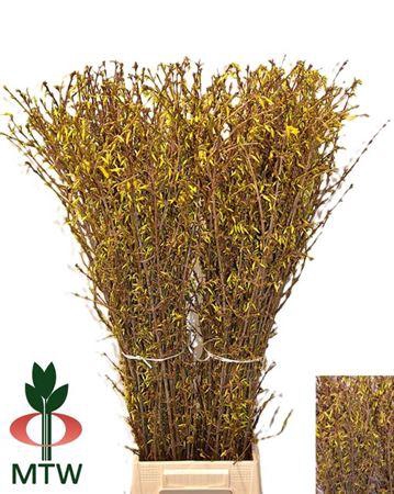 <h4>Forsy I Spectabilis</h4>