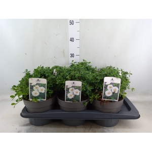 Cistus florentinus