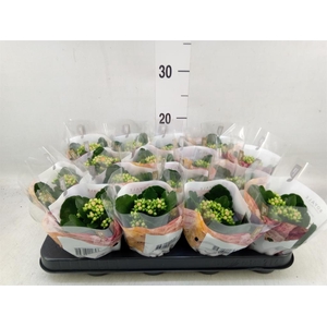 Kalanchoe blos. 'RosDon Pedro'