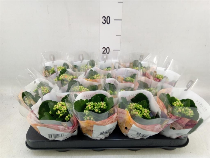 <h4>Kalanchoe blos. 'RosDon Pedro'</h4>