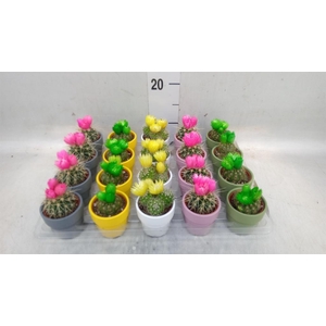 Cactus   ...decorated