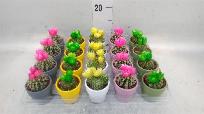 <h4>Cactus   ...decorated</h4>