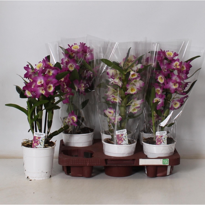 <h4>DENDR N GEM</h4>