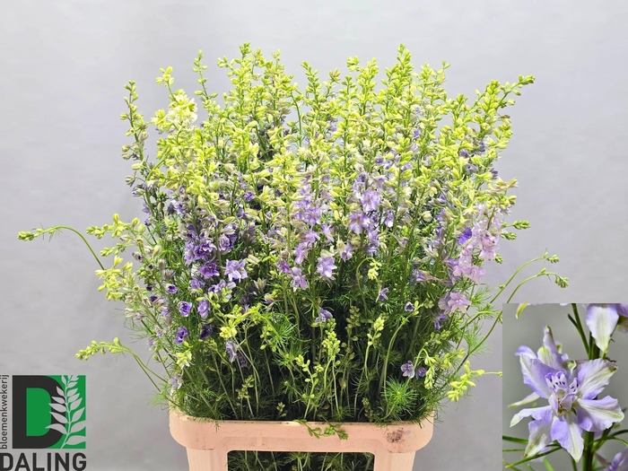 <h4>CONS R Q VIOLE LILAC</h4>