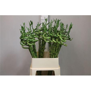 Drac Lucky Bamboo 100cm