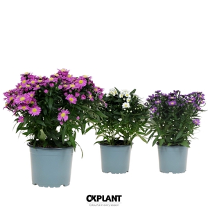 Aster Starletta Serie mix