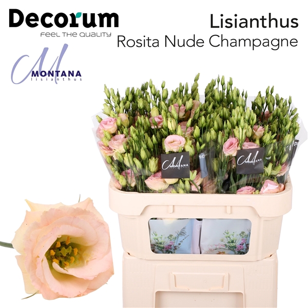 <h4>Lisianthus Rosita Nude Champagne - Montana Lisianthus</h4>
