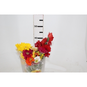GERBERA BOLERO < 050 CM < 10 CM DIAM VARIADO