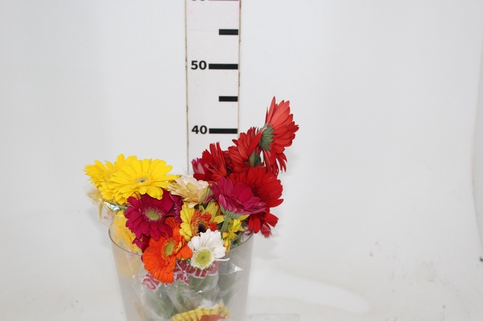 <h4>GERBERA BOLERO < 050 CM < 10 CM DIAM VARIADO</h4>