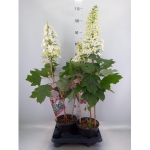 Hydrangea quercifolia