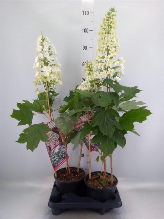 <h4>Hydrangea quercifolia</h4>