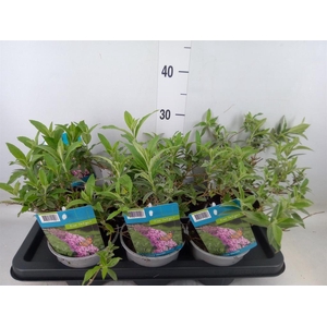 Buddleja davidii 'Pink Delight'