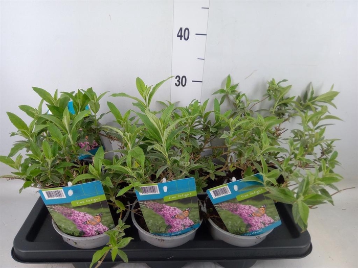 <h4>Buddleja davidii 'Pink Delight'</h4>